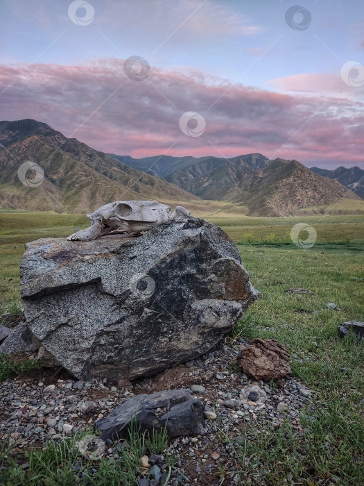 Скачать Череп лошади на камне посреди Курайской степи фотосток Ozero