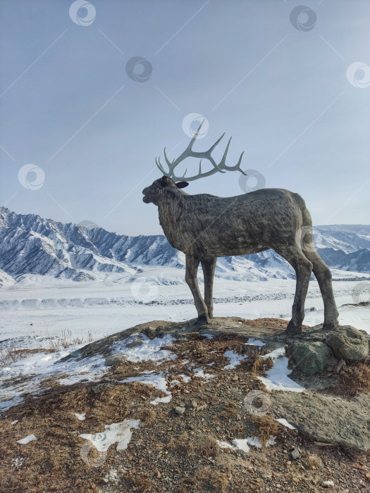 Скачать Фигура марала в зимних горах Алтая фотосток Ozero