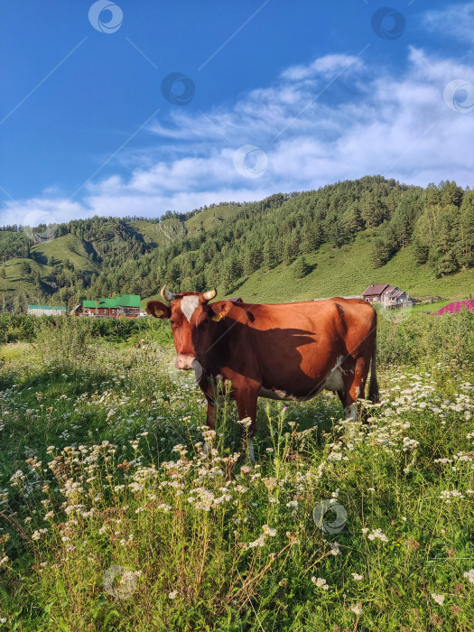 Скачать Счастливая корова на солнечном лугу фотосток Ozero