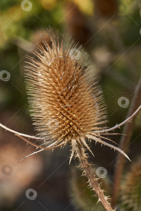 Скачать В саду расцвел чайный куст (по-латыни Dipsacus). фотосток Ozero