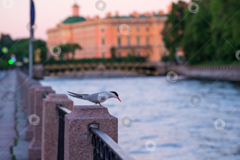 Скачать Обыкновенная крачка на гранитном парапете над водой фотосток Ozero