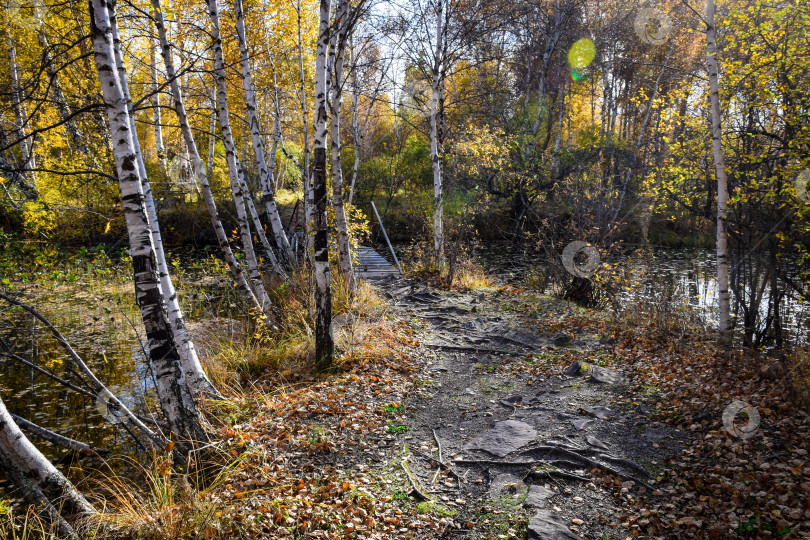 Скачать Ручей, берёзы, осень, желтые листья фотосток Ozero