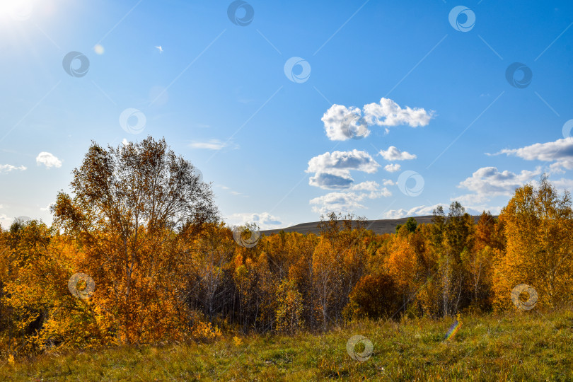 Скачать Хакасия, Сундуки, осень, желтая листва, голубое небо, облака фотосток Ozero