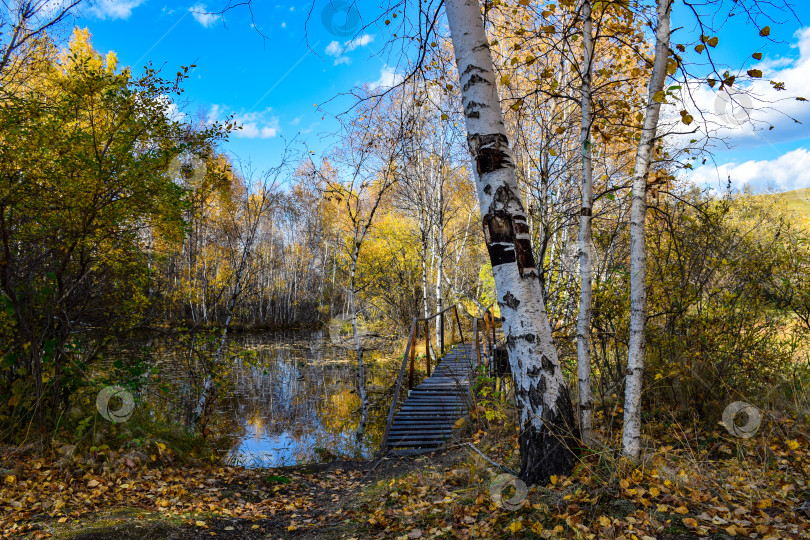 Скачать Ручей, берёзы, осень, желтые листья, старый мост фотосток Ozero