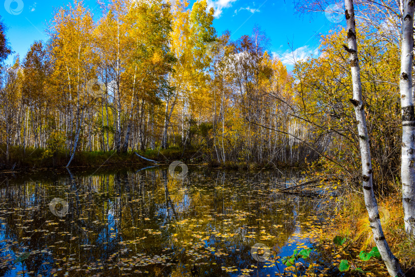 Скачать Ручей, берёзы, осень, желтые листья, старый мост фотосток Ozero