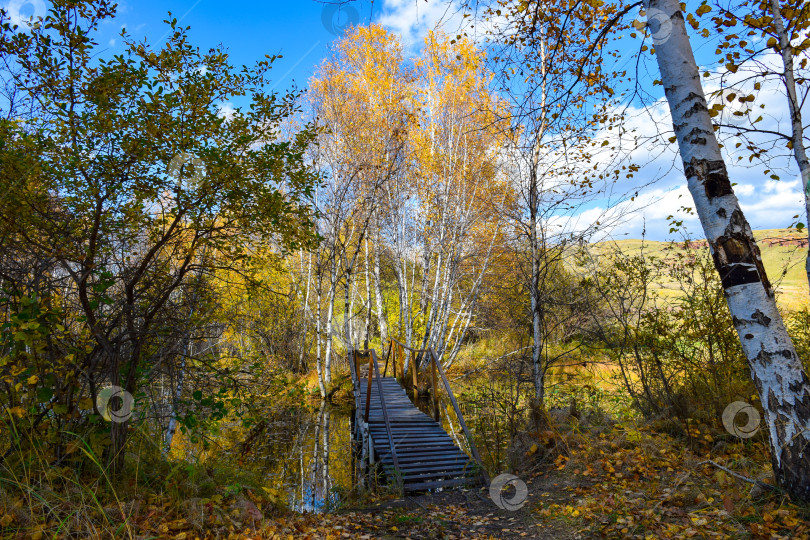 Скачать Ручей, берёзы, осень, желтые листья, старый мост фотосток Ozero