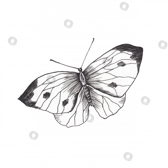Скачать Набросок бабочки. Нарисованное от руки насекомое-бабочка-капуста. Иллюстрация в стиле эскиза. Изолированный на белом фотосток Ozero