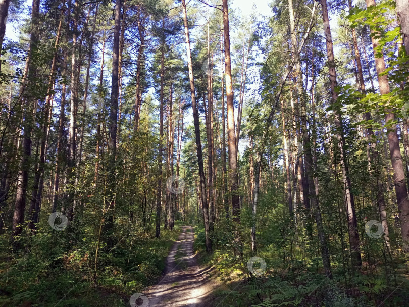 Скачать Дорога в сосновом лесу фотосток Ozero