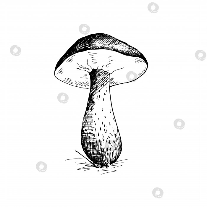 Скачать Набросок грибов. Нарисованный от руки набросок коричневой шляпки подберезовика. Черно-белая картина, одиночная, изолированная на белом фоне. Векторная иллюстрация фотосток Ozero