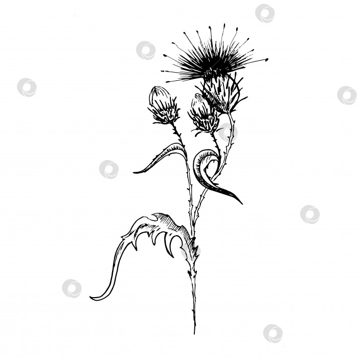 Скачать Набросок цветка чертополоха. Нарисованные от руки черные цветы чертополоха с листьями, выделенные на белом фоне. Векторная иллюстрация в стиле эскиза. фотосток Ozero
