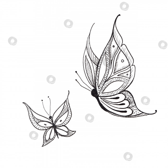 Скачать Бабочки. Нарисованные от руки две бабочки, выделенные на белом фоне. Иллюстрация в стиле эскиза. фотосток Ozero