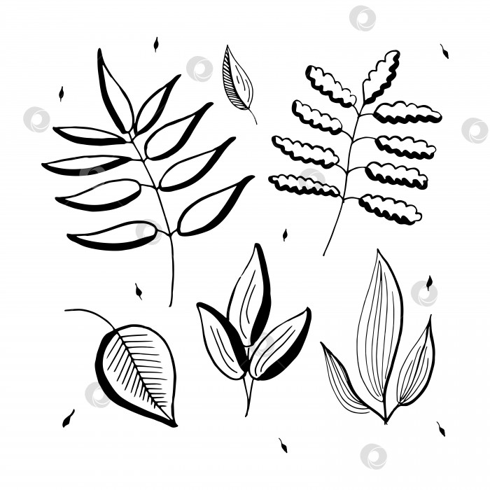 Скачать Нарисованные от руки векторные ботанические ветви, сучья и листья. Набор простых элементов цветочного дизайна. Выделено на белом фоне. фотосток Ozero