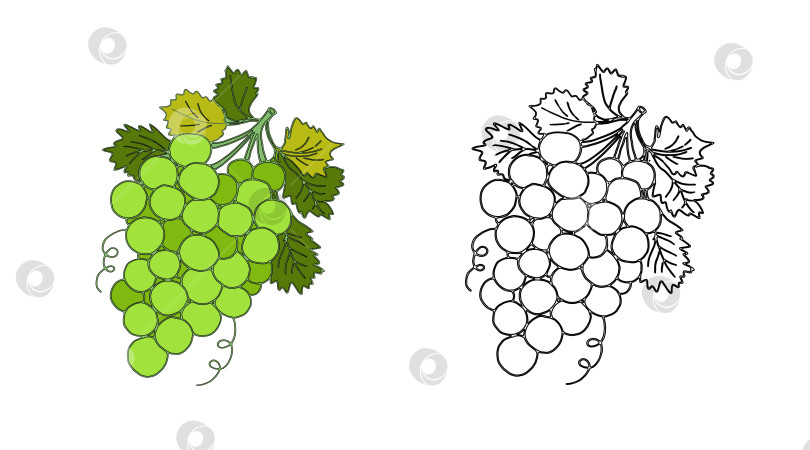 Скачать Раскраска гроздь зеленого винограда и контурный рисунок с примером в цвете фотосток Ozero