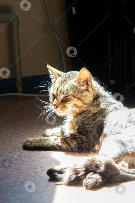 Скачать Кошка отдыхает возле клетки, плотоядное млекопитающее с усами и хвостом фотосток Ozero