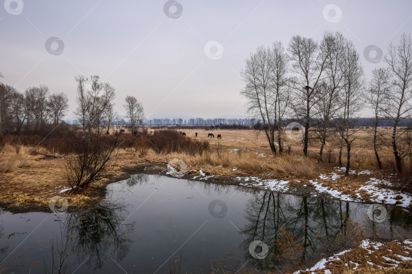 Скачать Кони пасутся фотосток Ozero