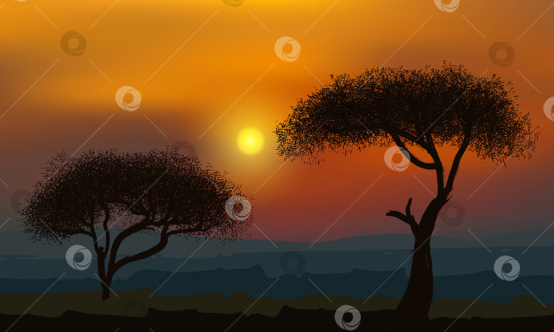 Скачать Африканские акации на фоне золотого заката. фотосток Ozero