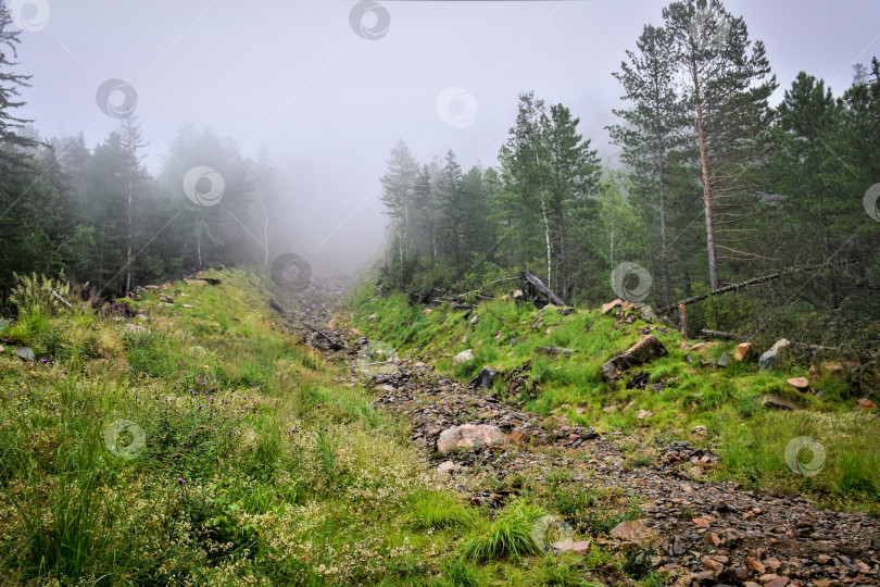 Скачать Туман в тайге фотосток Ozero