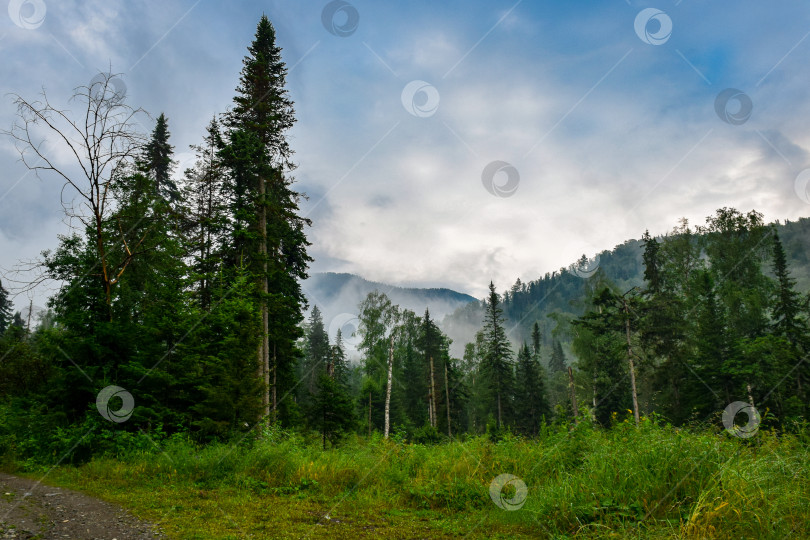 Скачать Туман в тайге фотосток Ozero