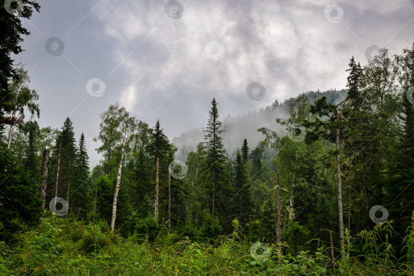 Скачать Горная тайга, туман фотосток Ozero