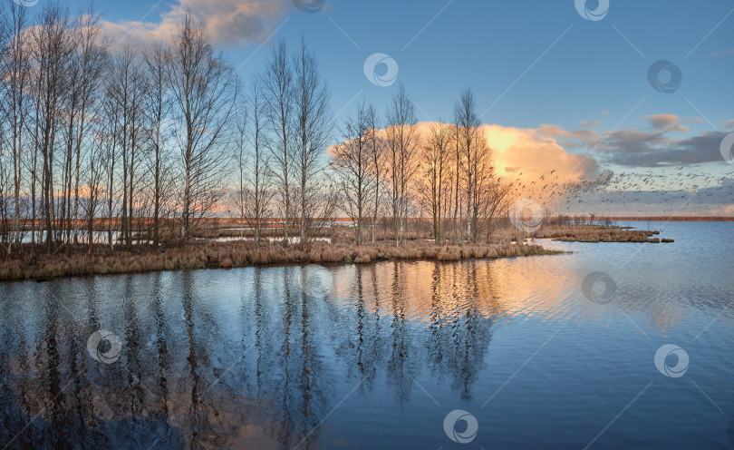 Скачать Озеро и множество птиц. фотосток Ozero