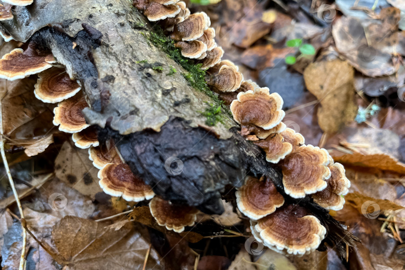 Скачать Группа грибов Trametes versicolor растет на бревне дерева фотосток Ozero