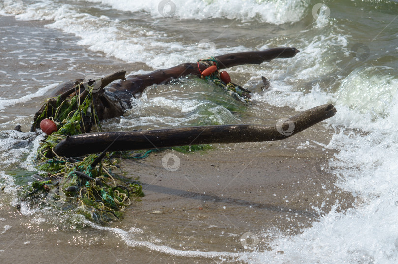 Скачать Побережье. Мусор на берегу моря. Коряга на песке. Тина на морском песке. фотосток Ozero