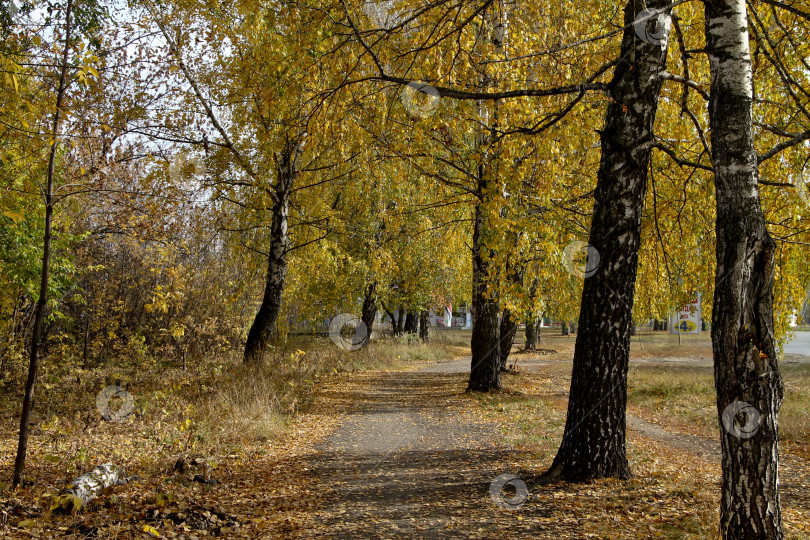 Скачать тропинка фотосток Ozero