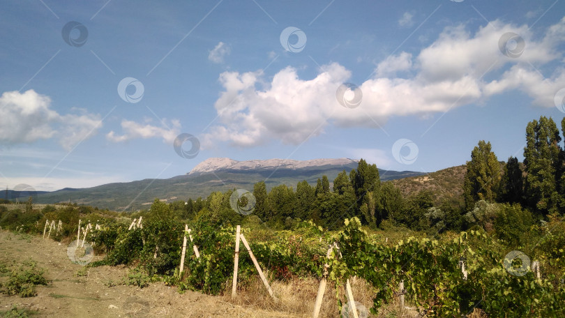 Скачать Виноградники в Алуште, Крым. Вид на гору Чатыр-Даг фотосток Ozero