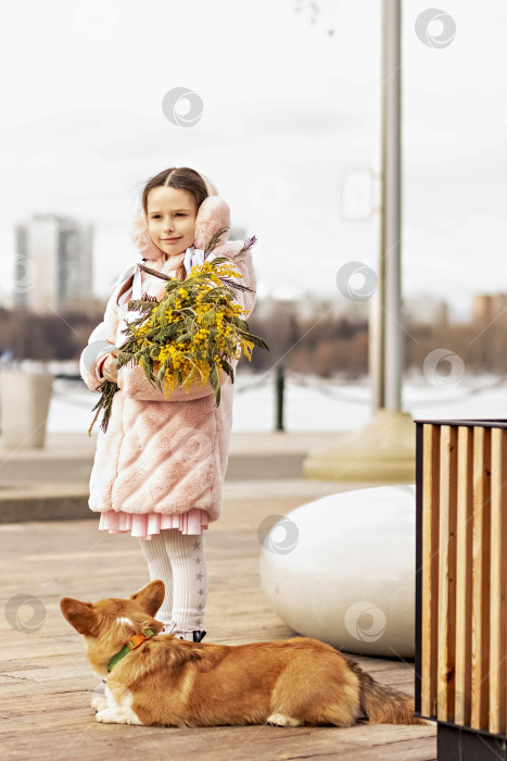 Скачать Портрет маленькой девочки в теплом розовом пальто и меховых наушниках с собакой корги в парке. Держит в руках букет мимозы. Весна, Международный женский день 8 марта. фотосток Ozero