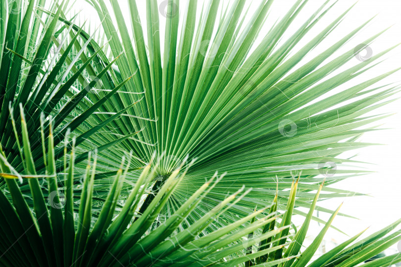 Скачать Зеленые пальмовые листья, естественный фон. фотосток Ozero