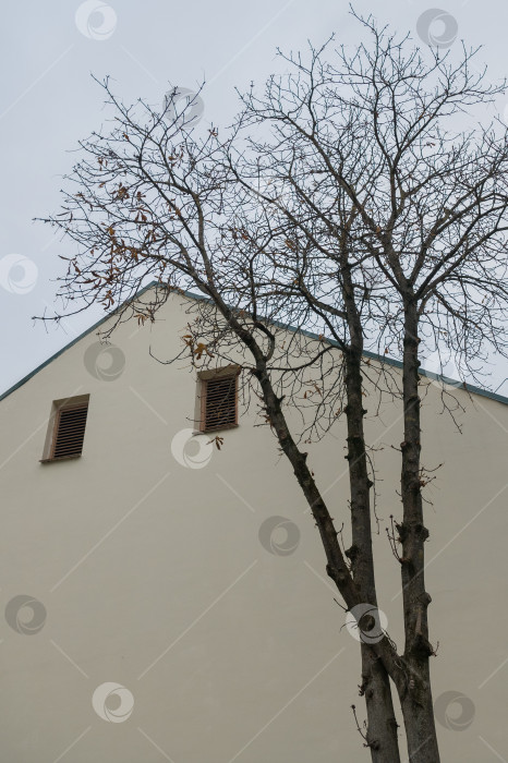 Скачать Дерево у фасада здания белого цвета фотосток Ozero