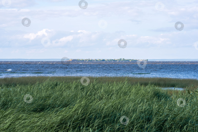 Скачать морской пейзаж, побережье Балтийского моря с зарослями тростника на переднем плане фотосток Ozero