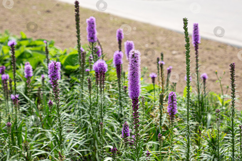 Скачать Лиатрис колосистая Liatris spicata фотосток Ozero