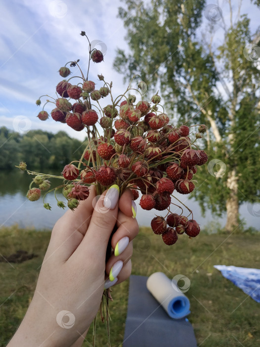 Скачать Летний букет фотосток Ozero