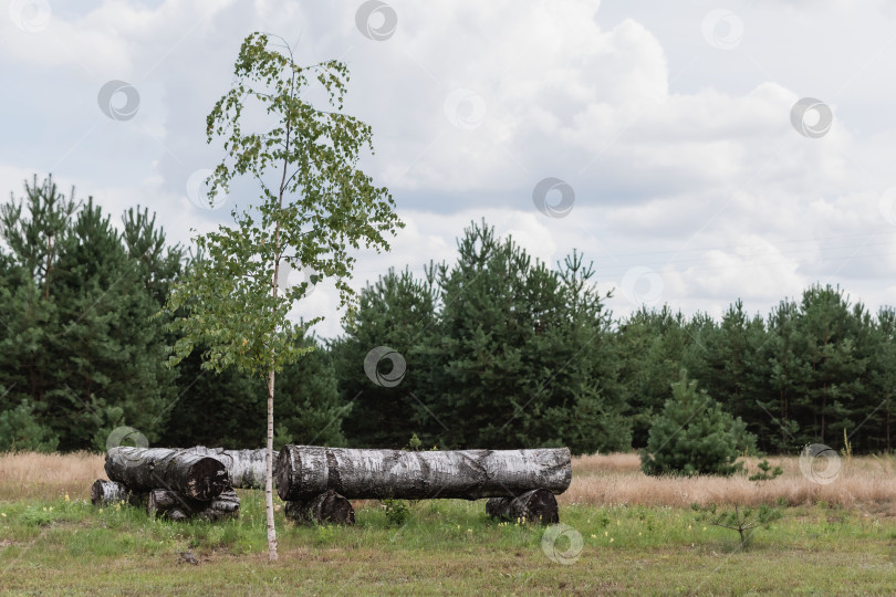 Скачать Место отдыха рядом с лесом фотосток Ozero