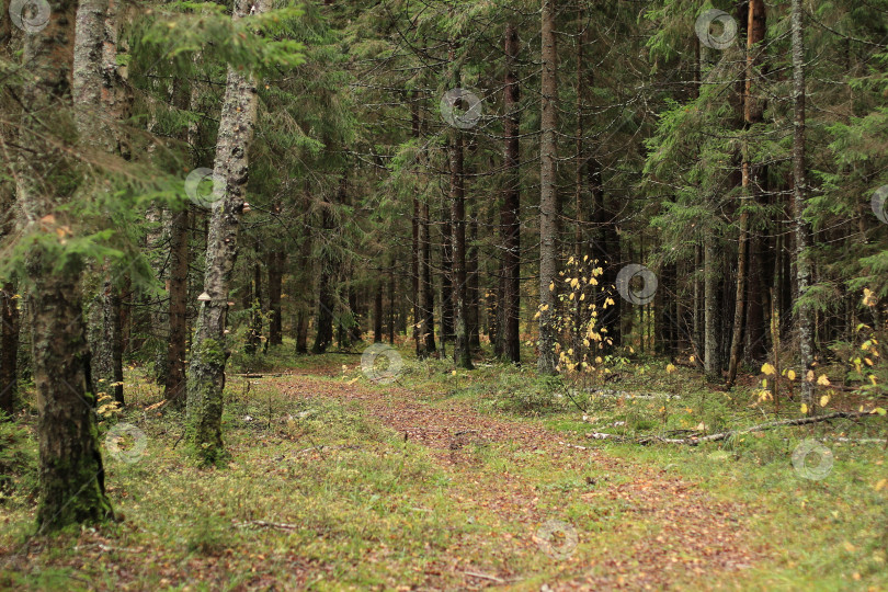 Скачать лесная дорога фотосток Ozero