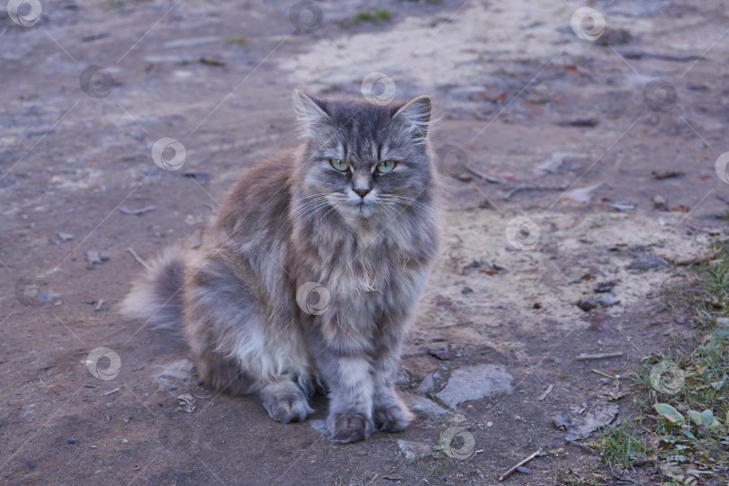 Скачать Кошка гуляет во дворе дома. фотосток Ozero