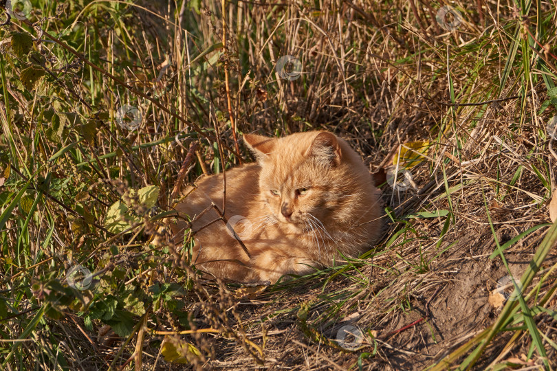 Скачать Кошка отдыхает и нежится в лучах осеннего солнца. фотосток Ozero