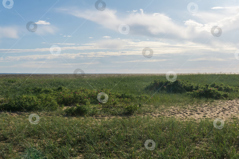 Скачать прибрежный морской пейзаж, песчаные дюны, покрытые травой и шиповником фотосток Ozero