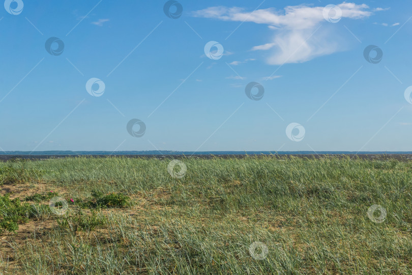 Скачать прибрежный морской пейзаж, песчаные дюны, покрытые травой и шиповником фотосток Ozero