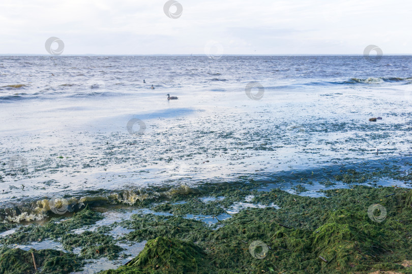 Скачать водоросли, размножающиеся на морском берегу во время цветения воды фотосток Ozero