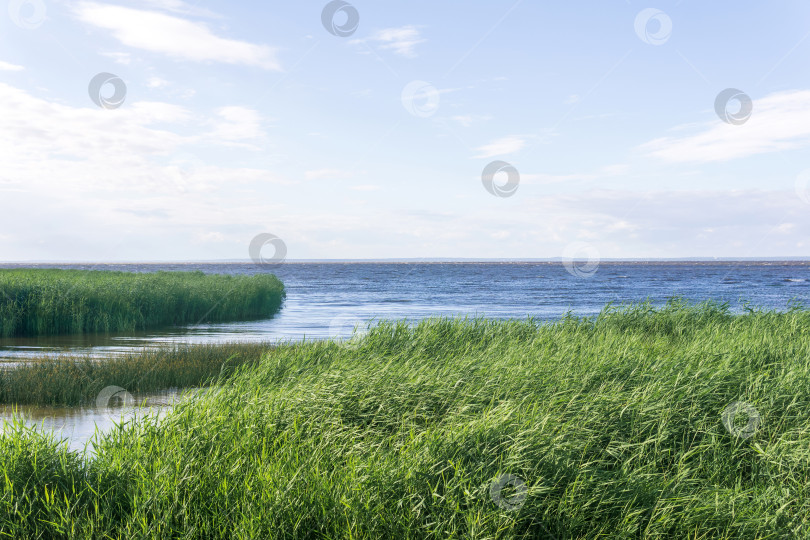 Скачать морской пейзаж, побережье Балтийского моря с зарослями тростника на переднем плане фотосток Ozero