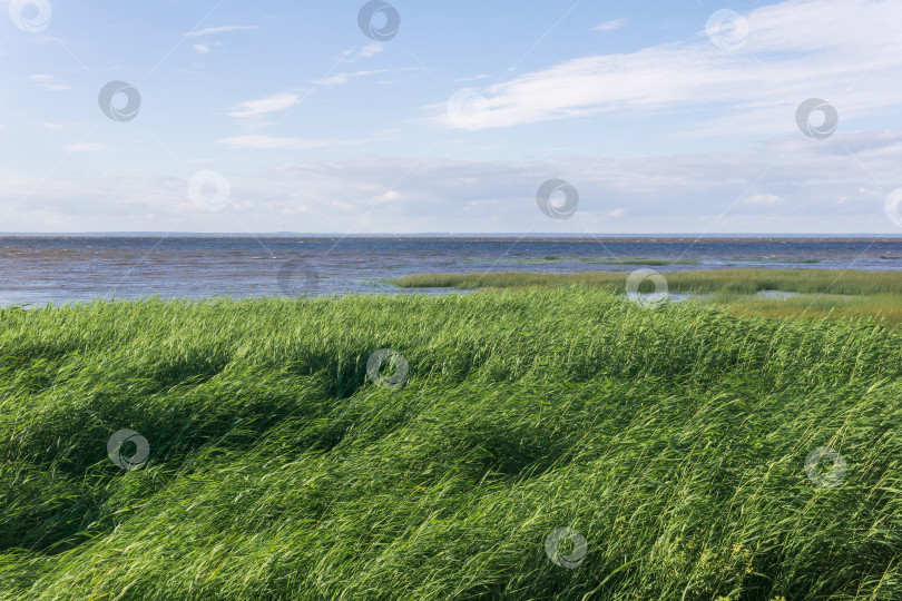 Скачать морской пейзаж, побережье Балтийского моря с зарослями тростника на переднем плане фотосток Ozero