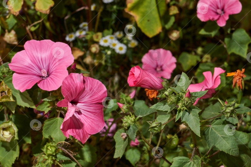 Скачать Лаватера (лат. Lavatera) цветет на лужайке в саду. фотосток Ozero