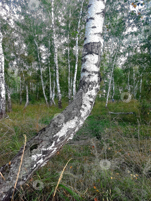 Скачать Летний пейзаж, березовая роща фотосток Ozero