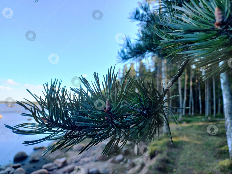 Скачать Ветка сосны с шишкой на фоне берега Финского залива фотосток Ozero