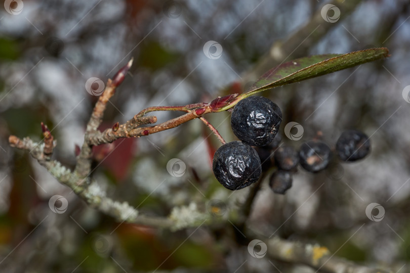 Скачать Осень. Спелые и увядшие ягоды черноплодной рябины в саду загородного дома. фотосток Ozero