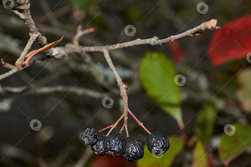 Скачать Осень. Спелые и увядшие ягоды черноплодной рябины в саду загородного дома. фотосток Ozero