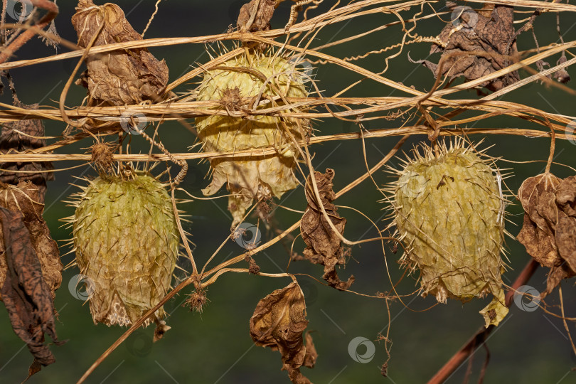 Скачать Осенний натюрморт. Эхиноцистис (лат. Echinocystis) - монотипный род однолетних травянистых растений семейства Тыквенных. фотосток Ozero