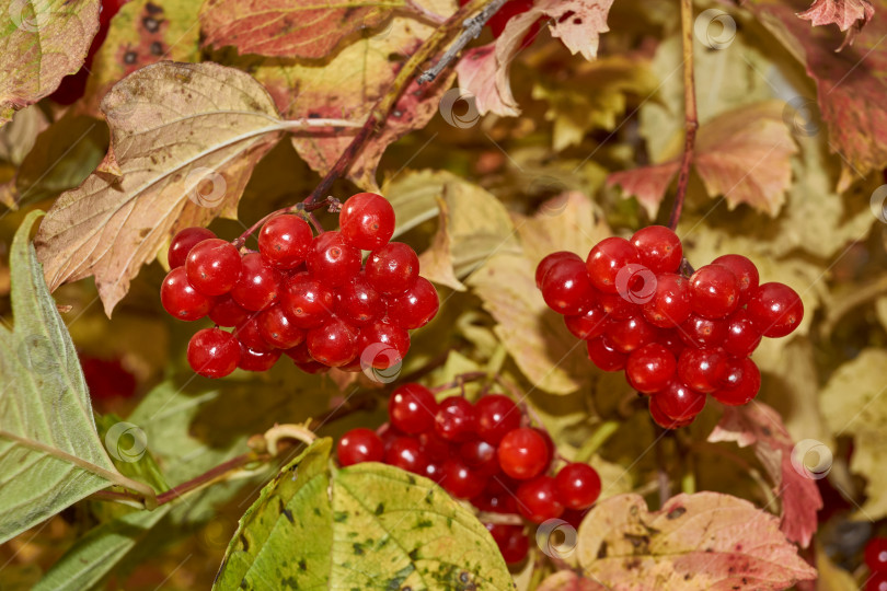 Скачать Спелые и слегка увядшие гроздья калины в последние погожие осенние дни в саду. фотосток Ozero